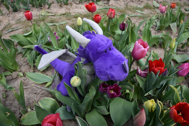 Violetta sucht violette Tulpe
