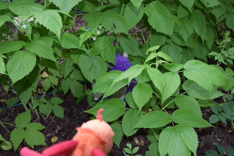 Paffina findet Violetta in der Himbeerplantage