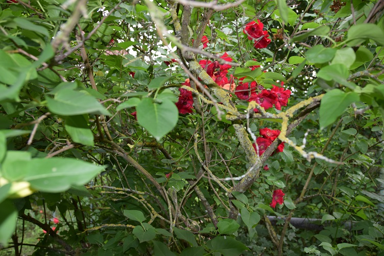 Paffina hat sich bei den Rosen versteckt