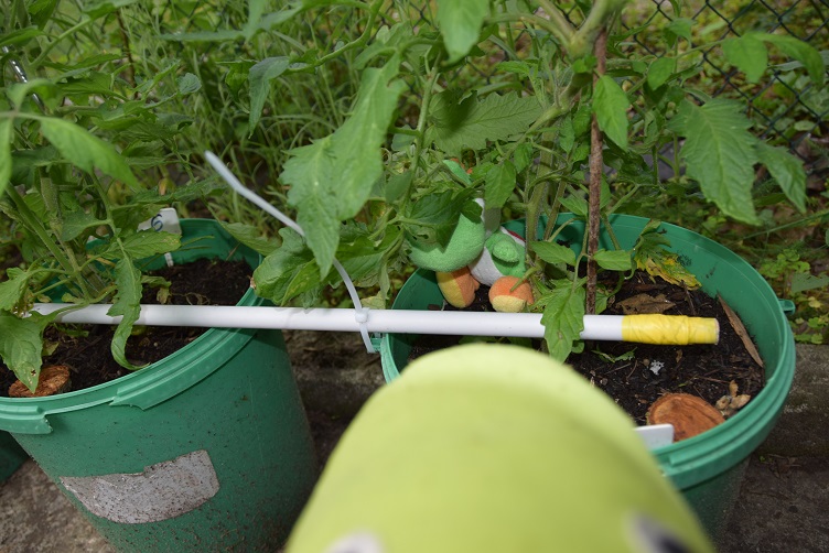 Yoshi hat sich bei den Tomatenpflanzen versteckt