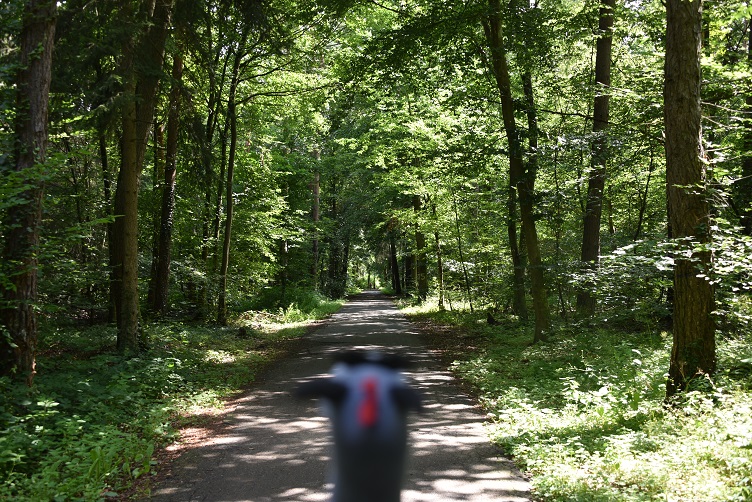 Luna guckt den Waldweg runter