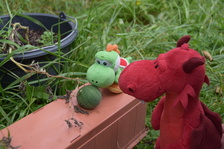 Ruby und Yoshi begutachten die Melonen