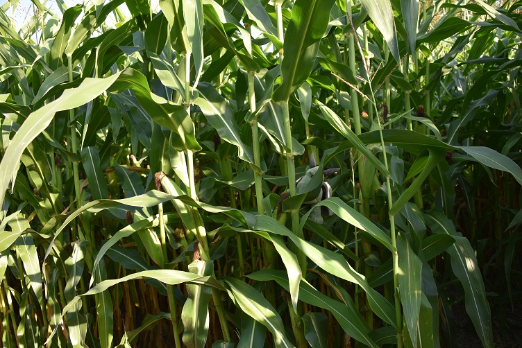 Grünling versteckt sich im Mais