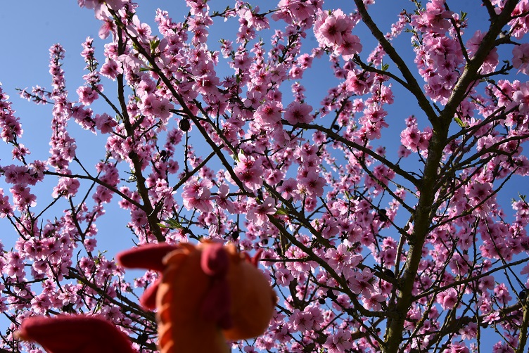 Paffina bewundert die Mandelblüte