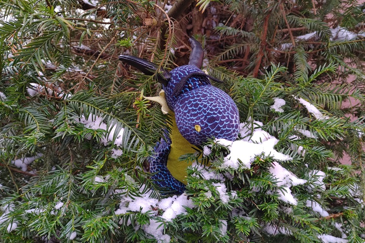 Kiwii mit schneebdecktem Baum