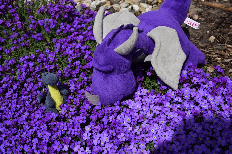 Violetta prüft die violetten Blumen