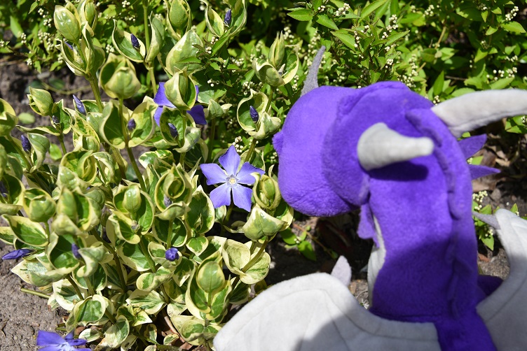 Violetta mit violetta-Blume