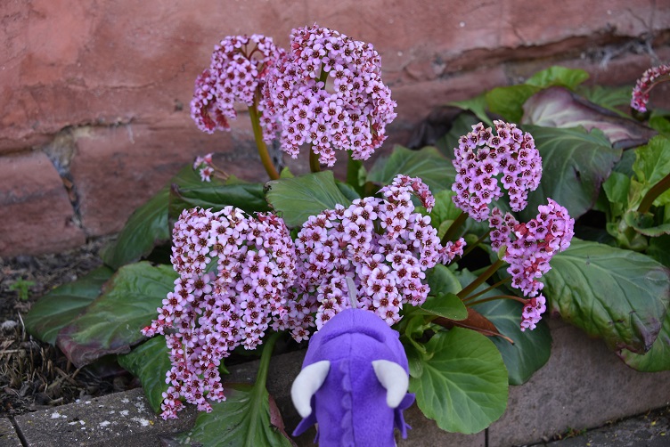Violetta mit Blume