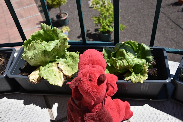 Ruby mit Salat auf dem Balkongarten