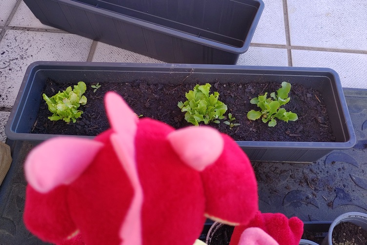 Rosa mit Salat auf dem Balkongarten