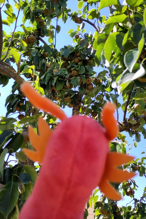 Eldur entdeckt Früchte am Baum