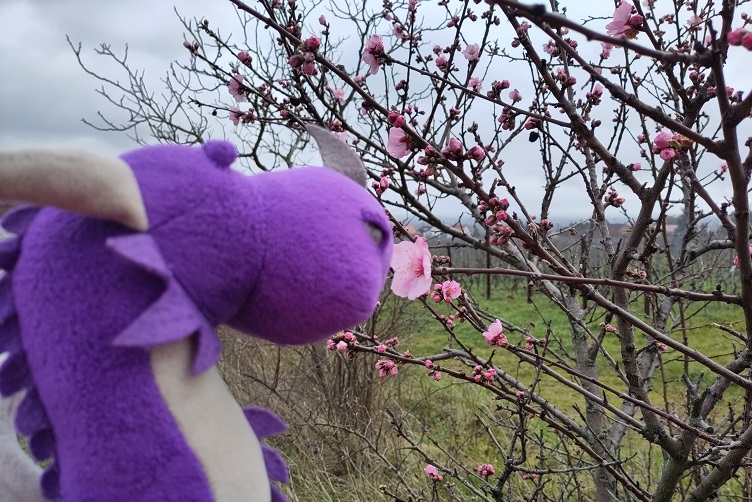 Violetta mit Mandelblüte