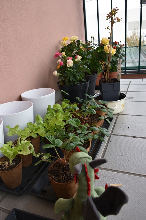 Flora inspiziert die Pflanzen auf dem Balkon