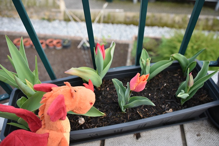 Paffina bewundert die Tulpen im Balkongarten