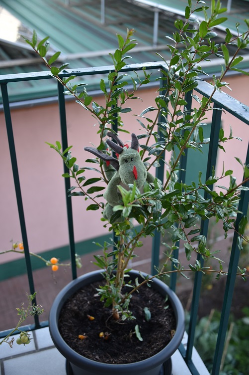 Flora mit Granatapfelbaum