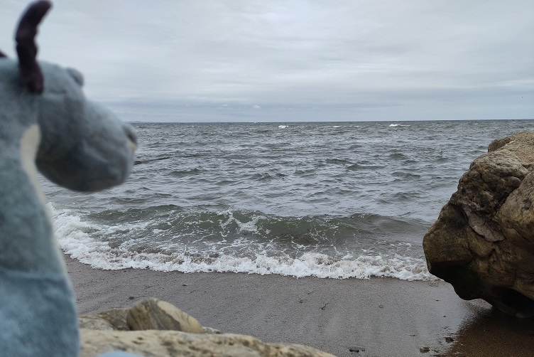 Saphira am Meer am Fuße von St. Andrews Castle