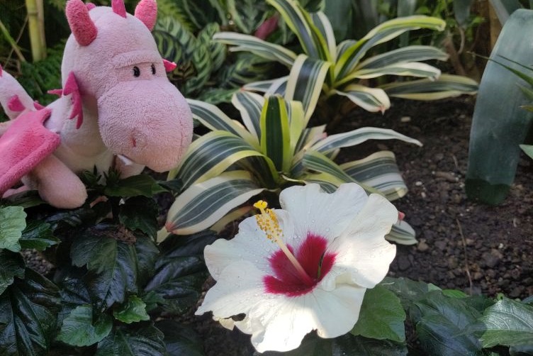 Bella mit Hibiskus