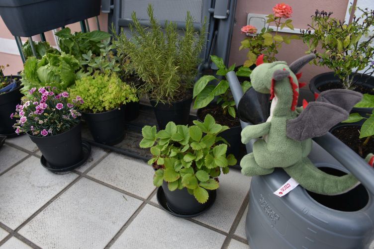 Flora gießt den Balkongarten