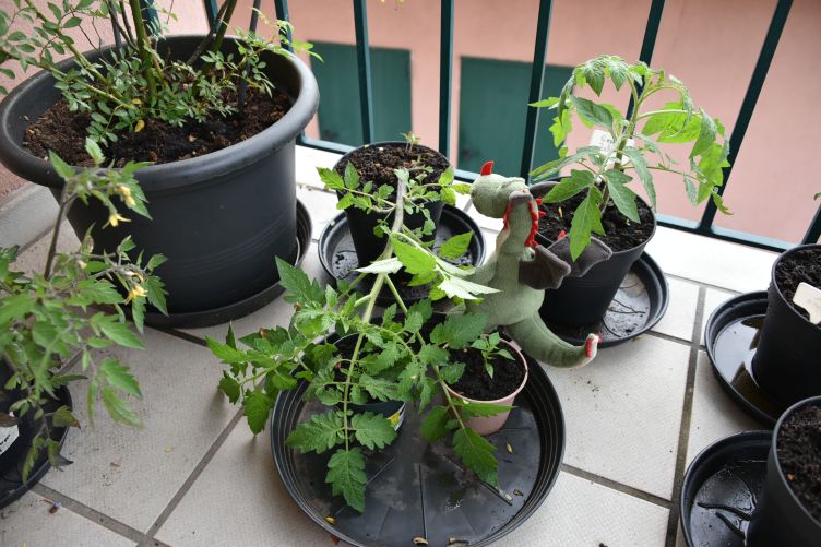 Flora schaut nach der umgekippten Tomate