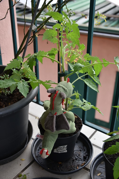 Flora rettet die Tomate