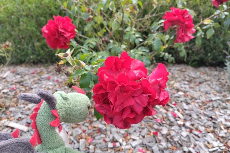 Flora schnuppert an einer Rose