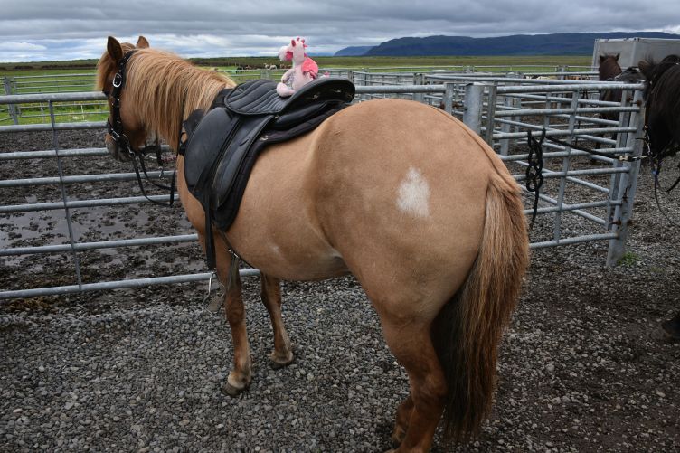 Bella auf dem Pferd
