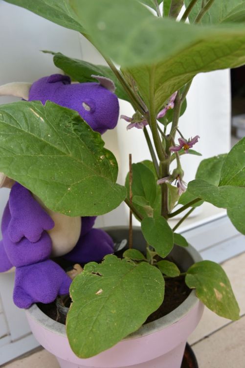 VIoletta bewundert violettastische Blüten