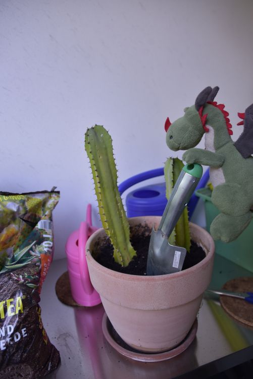 Flora pflanzt die Ableger ein