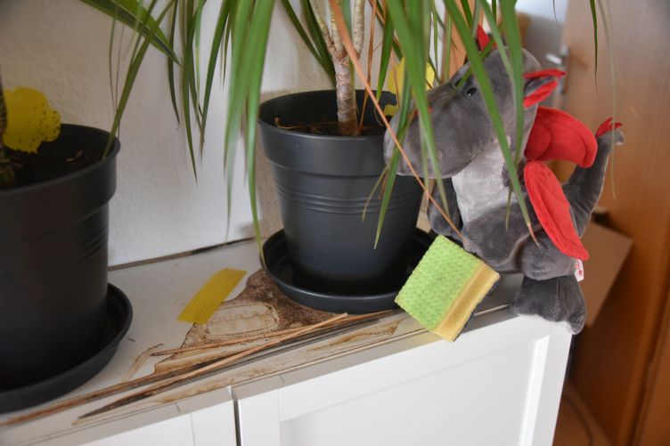 Dracon säubert das Schränkchen im Flur