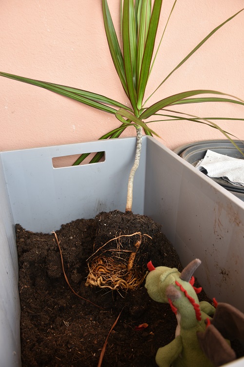 Flora topft den Drachenbaum um