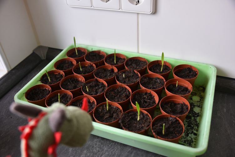 Flora inspiziert ihre Palmenanzucht