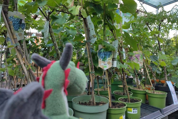 Flora mustert Traubenpflanzen im Baumarkt