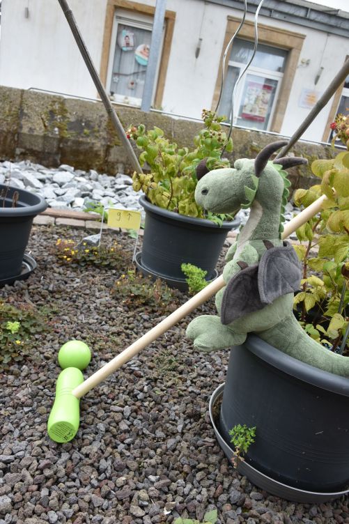 Kricket im Hof