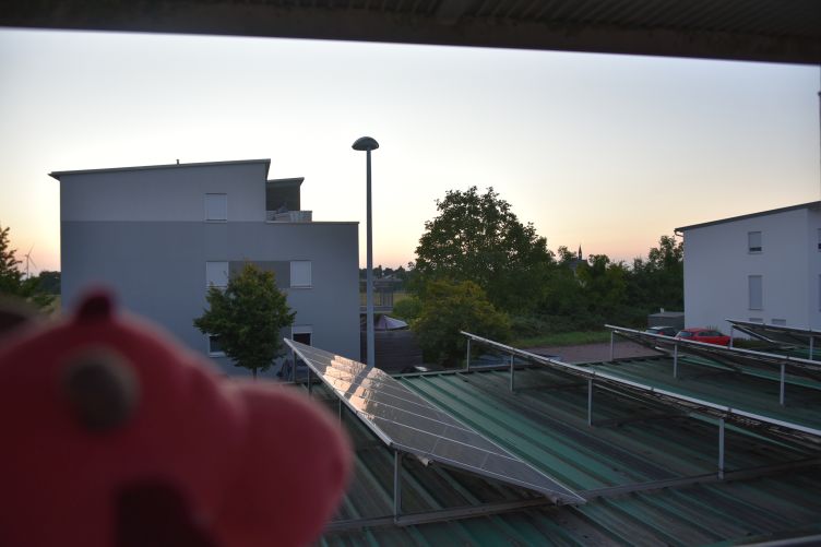 Runa checkt das Wetter
