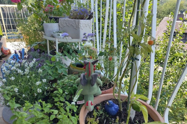Flora inspiziert die Pflanzen auf dem Balkon