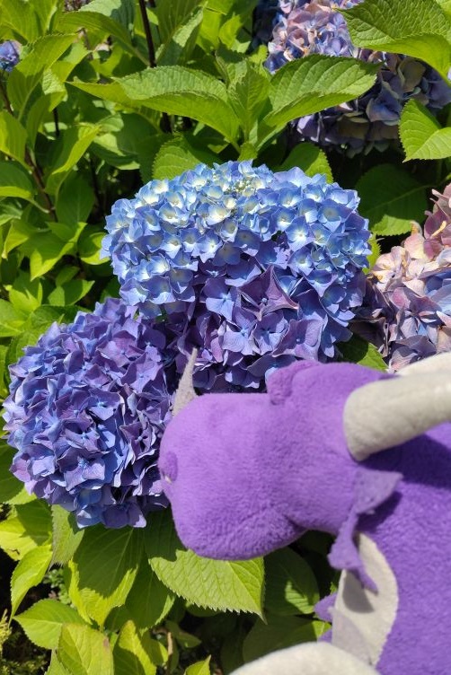 Violetta auf der Suche nach der violettastischsten Blume