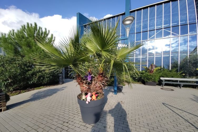 Drachis sitzen in einer Palme