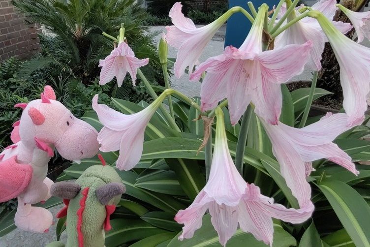 Bella und Flora bewundern eine Belladonnalilie