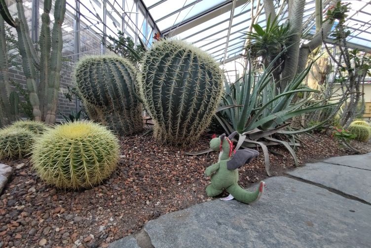 Flora bewundert einige große Kakteen