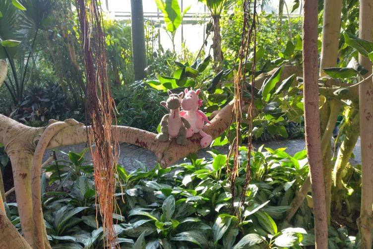 Besser geeigneter Drachen-Kletterbaum