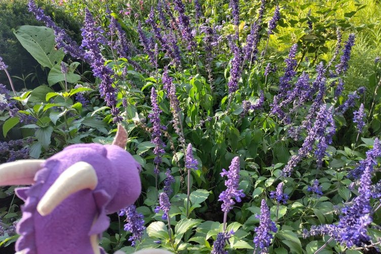 Suche nach der violettastischsten Blume