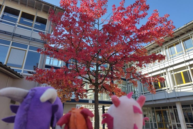 Toll gefärbter Baum