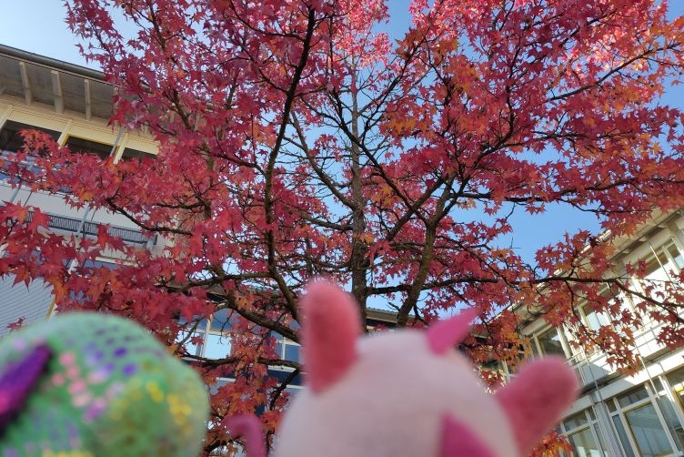 Niji und Bella bewundern den herbstlich gefärbten Baum