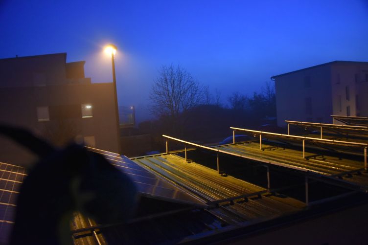 Kiwii guckt vom Balkon