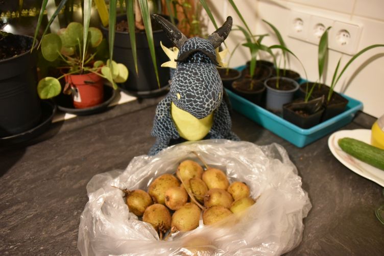 Kiwii freut sich über Kiwis