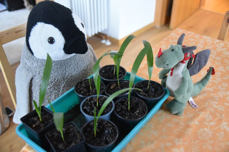 Flora erklärt Lumi die Palmenpflege