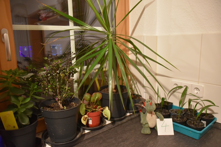 Flora mit einigen der von ihr betreuten Pflanzen und ihrer Palmenanzucht