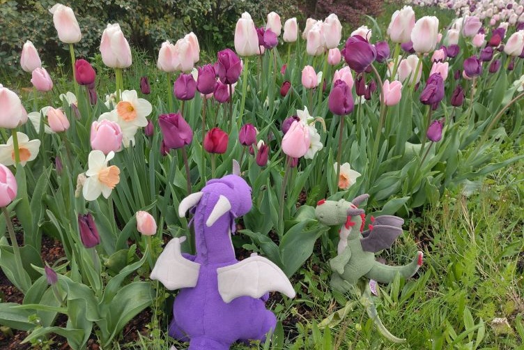 Tolle Tulpen im Kreisel