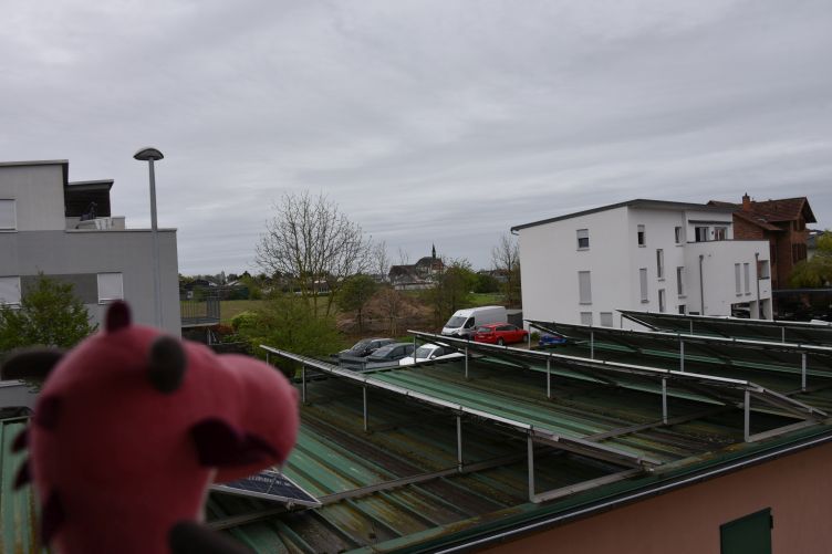 Runa checkt das Wetter