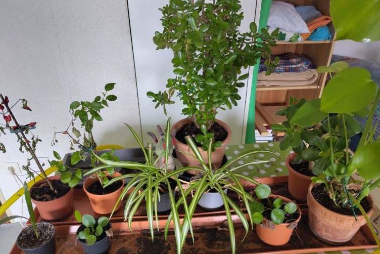 Flora macht Pflanzenkontrolle